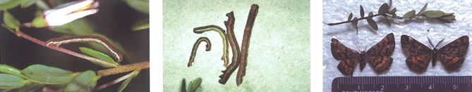 Small brown spanworm larva(left).	Brown spanworm larvae(center). Brown spanworm moths: female on left, male on right(right).  