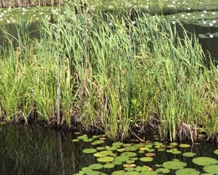 Cattails with waterlilies floating in front of them