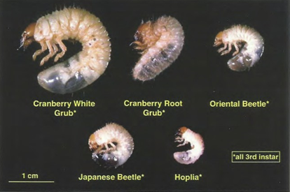 Comparison of the final (3rd) instar of the white grub species.