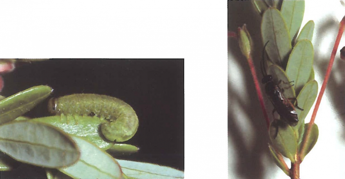 Cranberry sawfly larva on the left and adult sawfly on the right.