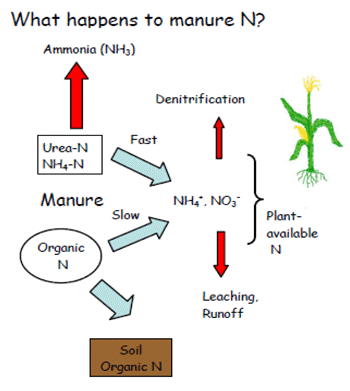 Figure 2. What happens to manure N? (Jokela and Meisinger, 2008).