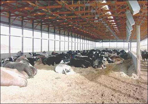 Figure 8. Bedded-pack barns provide a comfortable resting place; however, consistent daily management is needed.