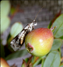 Female moth on fruit preparing to lay egg inside rim of calyx cup