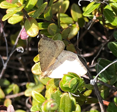 A light-colored male of the green spanworm perched on a plant.