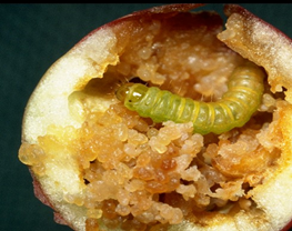 Larva inside of a fruit