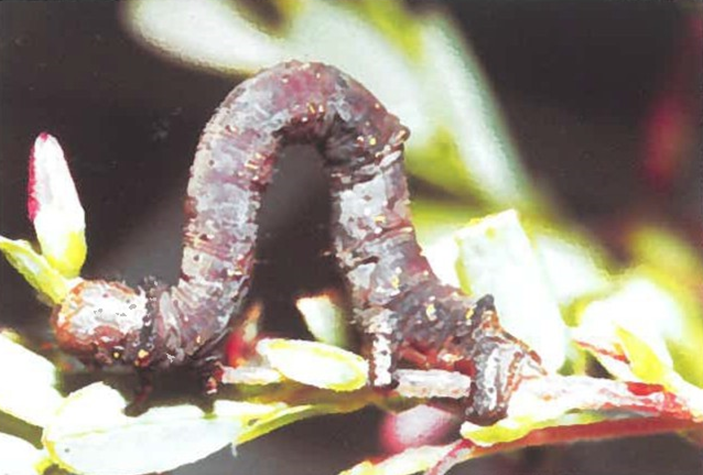 Big cranberry spanworm larva