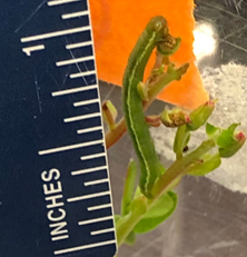 A fully grown green spanworm with a ruler next to it for reference. The green spanworm is pictured eating a blossom bud.