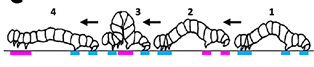 A diagram of a spanworm showing how they walk.