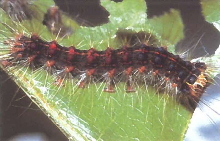 Large gypsy moth larvae, blue and red dots are prominent along the bac