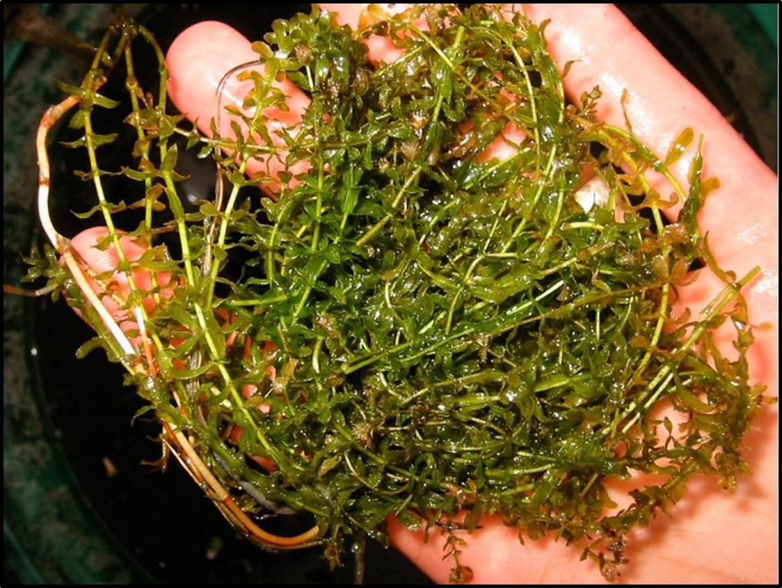 A close-up photo of hydrilla