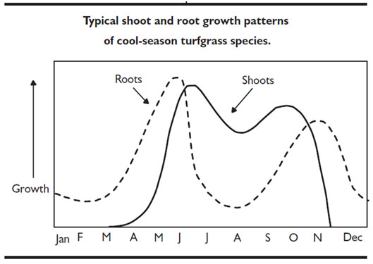 Growth patterns of cool-season turfgrass species