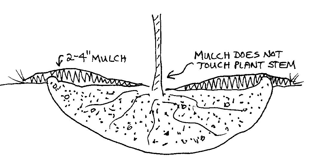 Mulch must not touch the trunk or base of the plant!