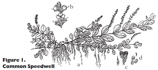 Common speedwell line drawing