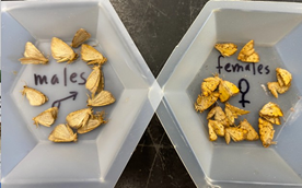Various moths in two buckets labeled male and female. Male moths are lighter colored (left) than the more sulfur-yellow females (right). 