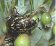 Oriental beetle adult, showing a color pattern of black and yellow.