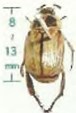 A small oriental beetle about 3/8 inches long.