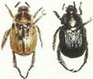 A photo showcasing two different color patterns of an oriental beetle. The left one is brown while the right one is black.
