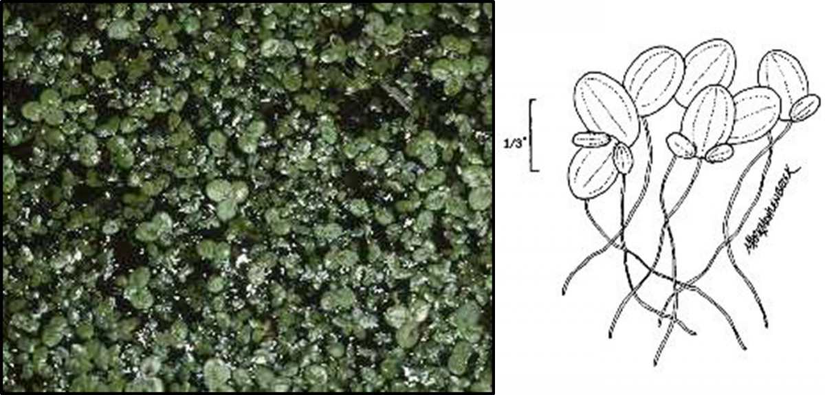 A photo of duckweed on the left and a diagram of duckweed on the right.