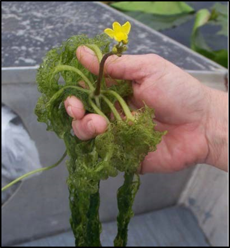 A photo of bladderwort