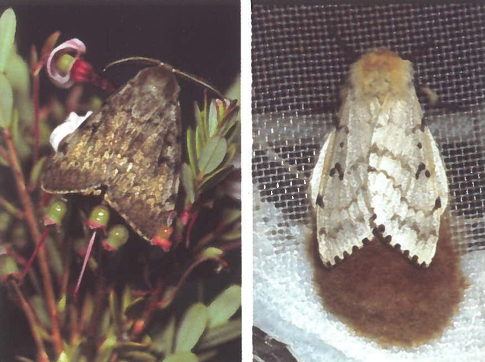 Gypsy moth adults. The male and female moths are very different. The male (left) is darker and smaller. The female (right) is mostly white.