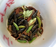 A bucket containing a heap of lab-held pupae and pre-pupae. They range in various shades of green, brown, and black.