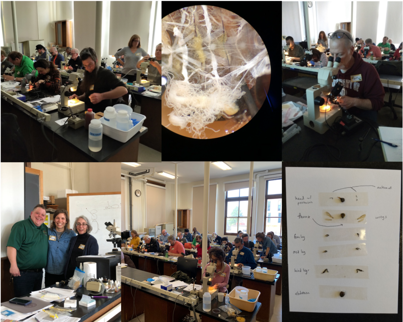 Photos from microscope workshop