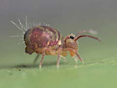 A photo of a greatly magnified globular-type Collembola