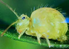 A greatly magnified photo of a different species of globular-type Collembola