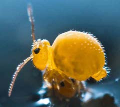 A greatly magnified photo of another different species of globular-type Collembola
