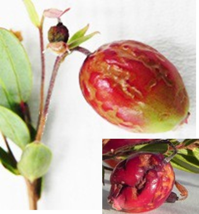 A scarred fruit caused by TSV or BlShV.