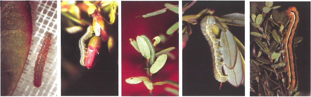 Young, medium, and large false armyworm larvae