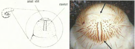 Left: The shape of the anal slit together with the pattern of stout hairs in the raster are used in identification. Both traits arelocated on the underside of the grub's last segment. Right: Raster and anal slit of cranberry white grub.