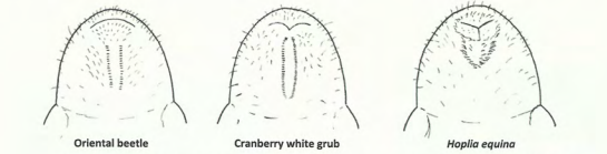 Raster and anal slit patterns for the three similar-appearing white grubs in cranberry.