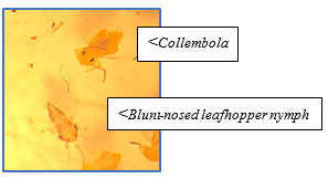 A colse up image of a collembola and a blunt-nosed leafhopper nymph
