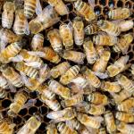 European honey bees (Apis mellifera) at a hive on the UMass Amherst campus. (Tawny Simisky) 