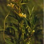 Closeup of dodder stem and flowers on loosestrife