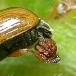 A casebearer beetle female in the act of producing the pot by layering feces over the egg.