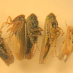 leafhoppers