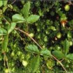 Bristly dewberry trails on the ground; runners 4-8 feet in length; leaves small (1-2"), dark glossy green; thorns are fine and hair-like; leaves occur in groups of 3; grows at vine level, so control is difficult