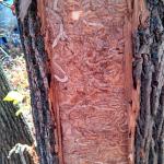 Galleries underneath ash bark in a heavily infested tree found in 2015 in Worcester, MA. (Photo: Tawny Simisky)