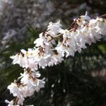 white forsythia flower