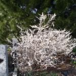 white forsythia shrub