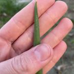 A hand holding a scallion leaf. On the leaf is a row of small white spots.