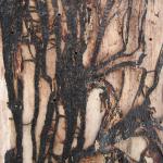: Rhizomorphs are black, root-like structures that allow the fungus to spread through the soil in search of a new host