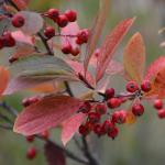 Aronia arbutifolia 'Brillantissima' fruit and fall color