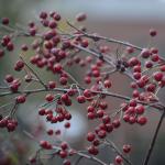 Aronia arbutifolia 'Brillantissima' late fall color