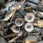 Birds nest fungus striatus (Angela Madeiras)