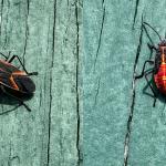 An adult (left) and a juvenile (right) boxelder bug (Boisea trivittata) photographed in Bristol County, MA. Photo courtesy of: Ed Pepin