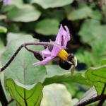 A bumble bee (Bombus sp.) pollinating an eggplant flower.