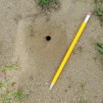 A single Cerceris fumipennis nest opening with a pencil for scale. (Photo: T. Simisky, 2016)